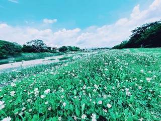 川端東一条付近にて